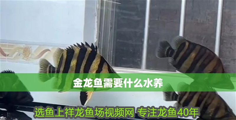 金龍魚需要什么水養(yǎng)