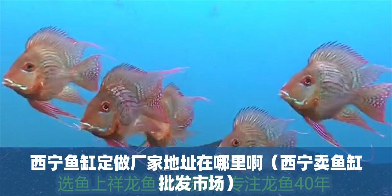 西寧魚缸定做廠家地址在哪里啊（西寧賣魚缸批發市場）