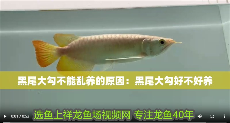 黑尾大勾不能亂養的原因：黑尾大勾好不好養