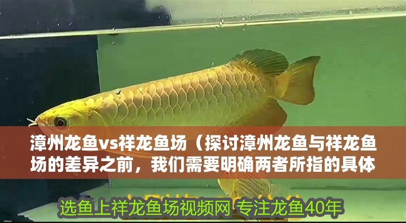 漳州龍魚vs祥龍魚場（探討漳州龍魚與祥龍魚場的差異之前，我們需要明確兩者所指的具體內容）