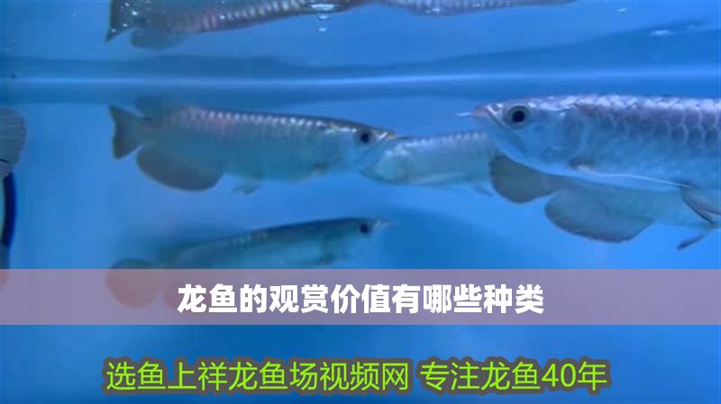 龍魚的觀賞價(jià)值有哪些種類