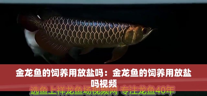 金龍魚的飼養(yǎng)用放鹽嗎：金龍魚的飼養(yǎng)用放鹽嗎視頻