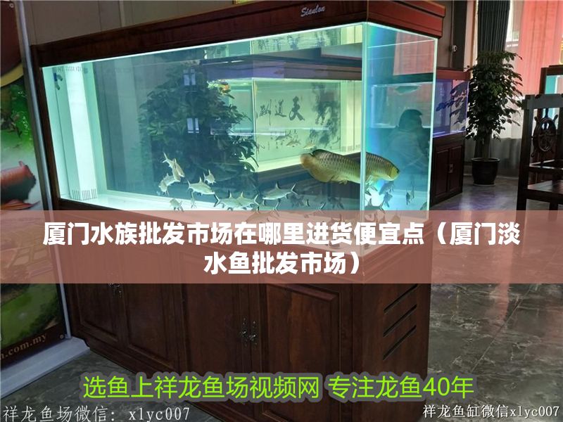 廈門水族批發市場在哪里進貨便宜點（廈門淡水魚批發市場）