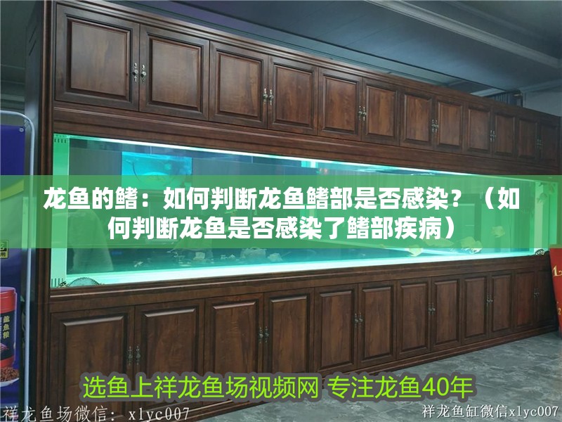 龍魚的鰭：如何判斷龍魚鰭部是否感染？（如何判斷龍魚是否感染了鰭部疾病）