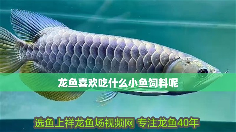 龍魚喜歡吃什么小魚飼料呢