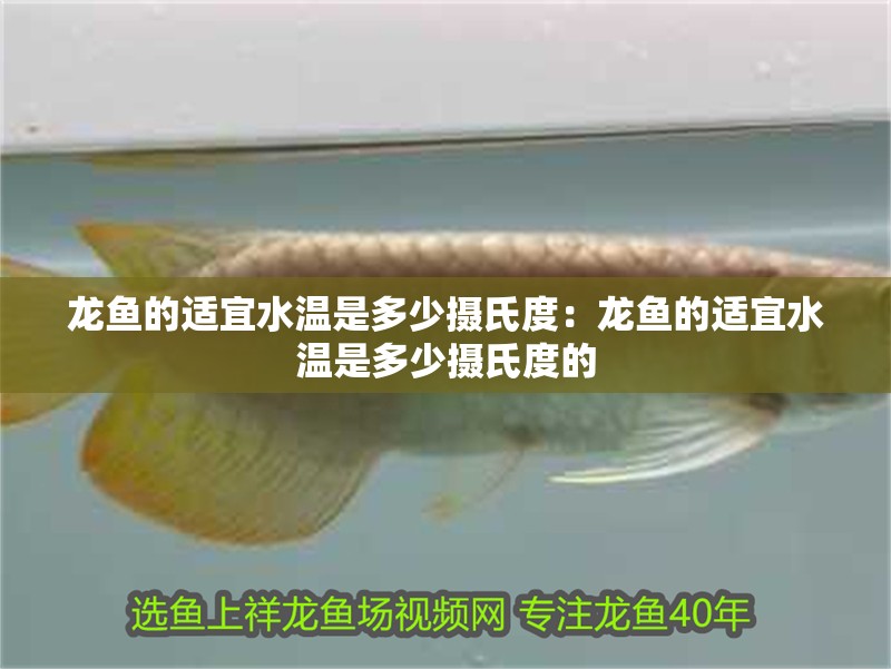 龍魚的適宜水溫是多少攝氏度:龍魚的適宜水溫是多少攝氏度的 水族問答 龍魚的適宜水溫是多少攝氏度:龍魚的適宜水溫是多少攝氏度的 龍魚的適宜水溫是多少攝氏度:龍魚的適宜水溫是多少攝氏度的 水族問答