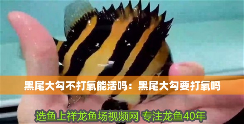 黑尾大勾不打氧能活嗎：黑尾大勾要打氧嗎