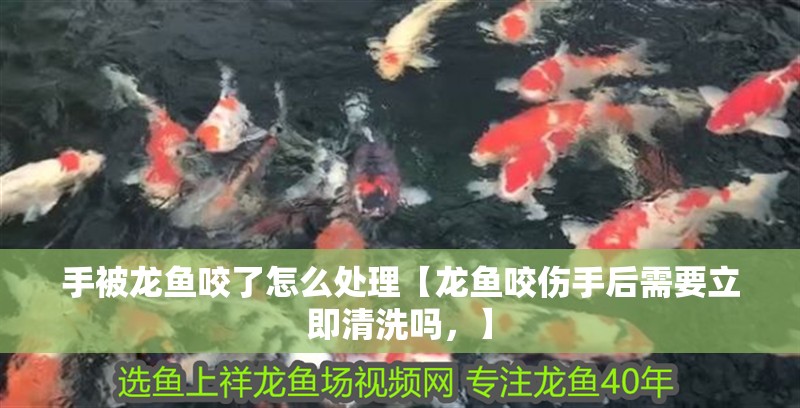 手被龍魚(yú)咬了怎么處理【龍魚(yú)咬傷手后需要立即清洗嗎，】