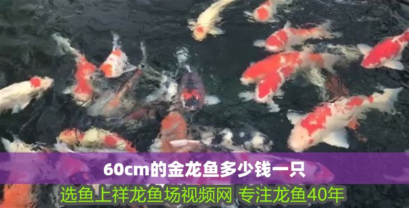 60cm的金龍魚多少錢一只