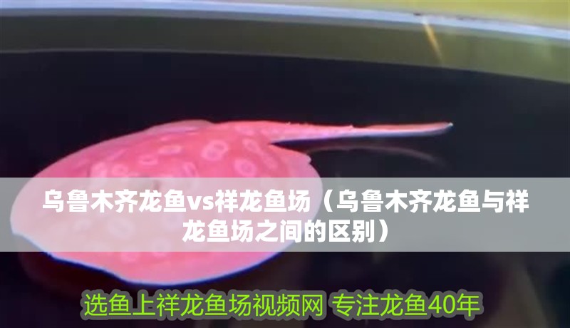 烏魯木齊龍魚vs祥龍魚場（烏魯木齊龍魚與祥龍魚場之間的區別）