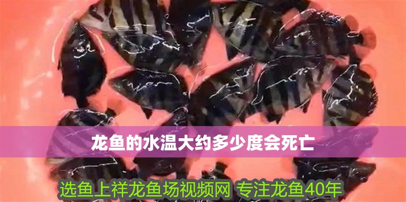 龍魚的水溫大約多少度會死亡