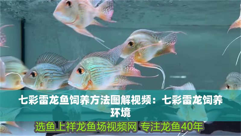 七彩雷龍魚飼養方法圖解視頻：七彩雷龍飼養環境