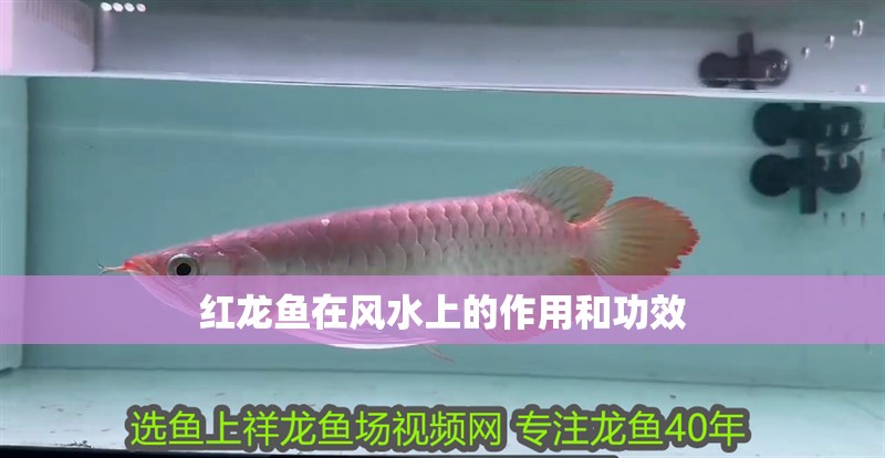 紅龍魚在風水上的作用和功效