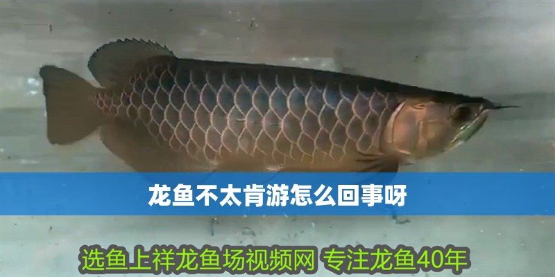 龍魚不太肯游怎么回事呀