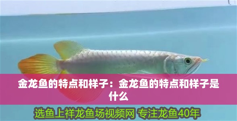 金龍魚的特點和樣子：金龍魚的特點和樣子是什么
