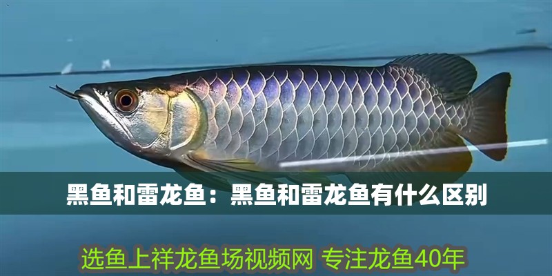 黑魚和雷龍魚：黑魚和雷龍魚有什么區(qū)別