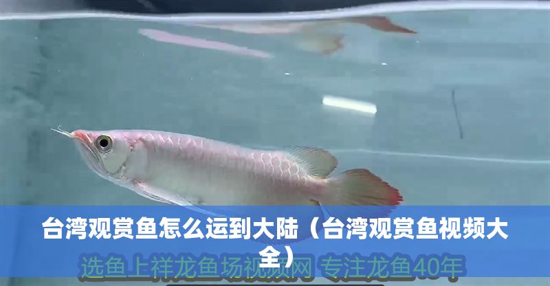 臺(tái)灣觀賞魚(yú)怎么運(yùn)到大陸（臺(tái)灣觀賞魚(yú)視頻大全）