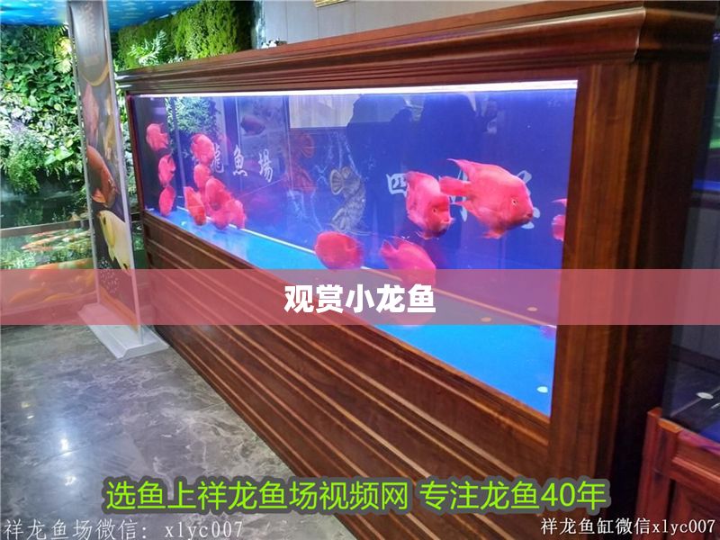 觀賞小龍魚