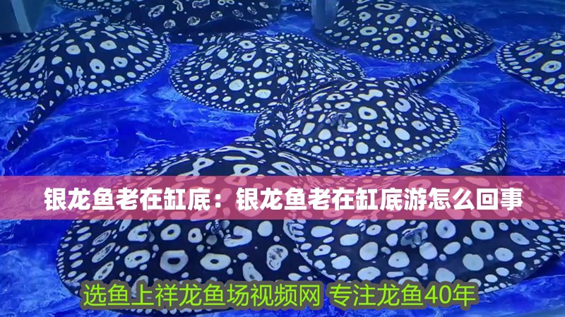 銀龍魚老在缸底：銀龍魚老在缸底游怎么回事