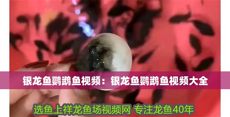 銀龍魚鸚鵡魚視頻：銀龍魚鸚鵡魚視頻大全