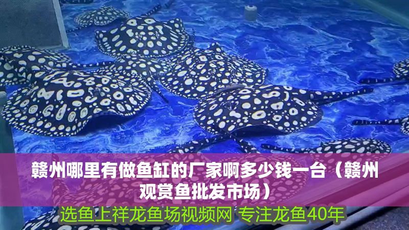 贛州哪里有做魚缸的廠家啊多少錢一臺(贛州觀賞魚批發市場) 龍魚百科 第1張 贛州哪里有做魚缸的廠家啊多少錢一臺(贛州觀賞魚批發市場) 贛州哪里有做魚缸的廠家啊多少錢一臺(贛州觀賞魚批發市場) 龍魚百科 第1張