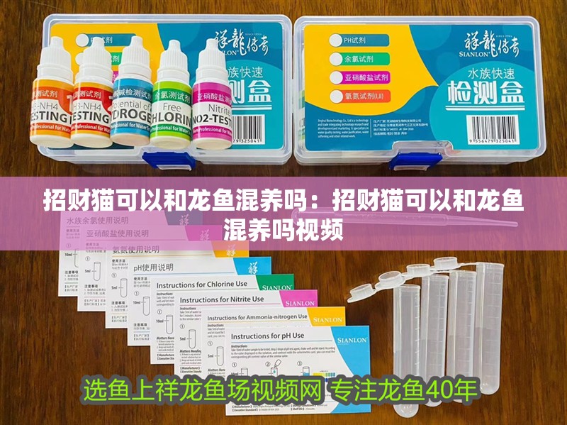 招財貓可以和龍魚混養嗎：招財貓可以和龍魚混養嗎視頻