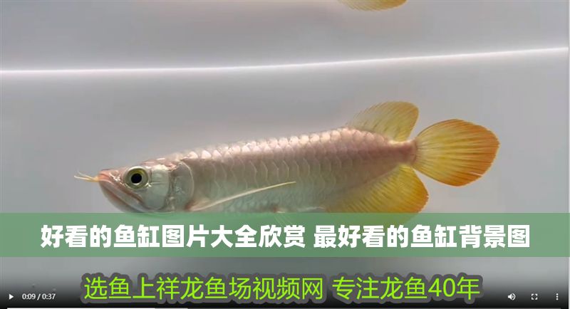好看的魚缸圖片大全欣賞 最好看的魚缸背景圖
