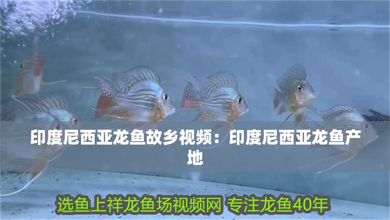 印度尼西亞龍魚故鄉視頻：印度尼西亞龍魚產地