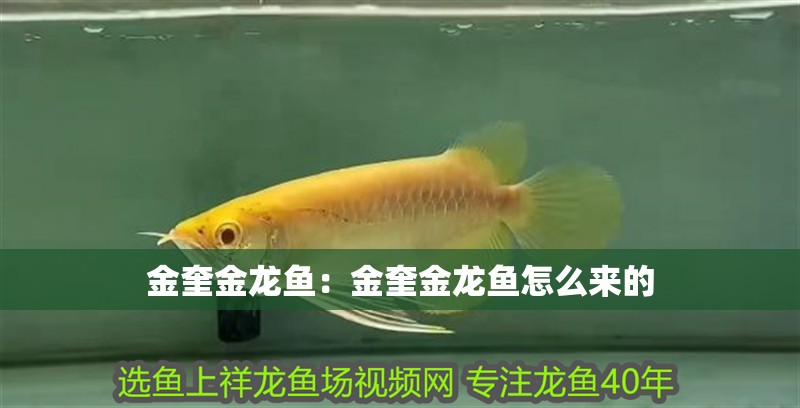 金奎金龍魚：金奎金龍魚怎么來的