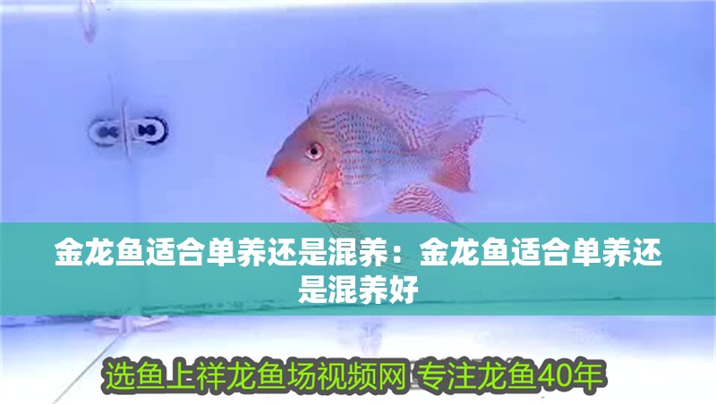 金龍魚適合單養還是混養：金龍魚適合單養還是混養好
