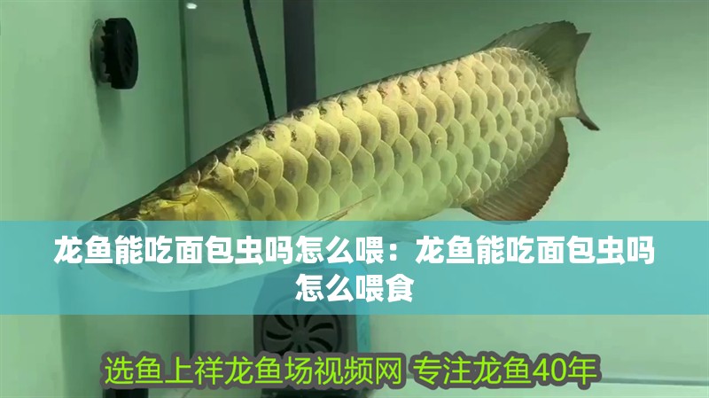 龍魚(yú)能吃面包蟲(chóng)嗎怎么喂：龍魚(yú)能吃面包蟲(chóng)嗎怎么喂食