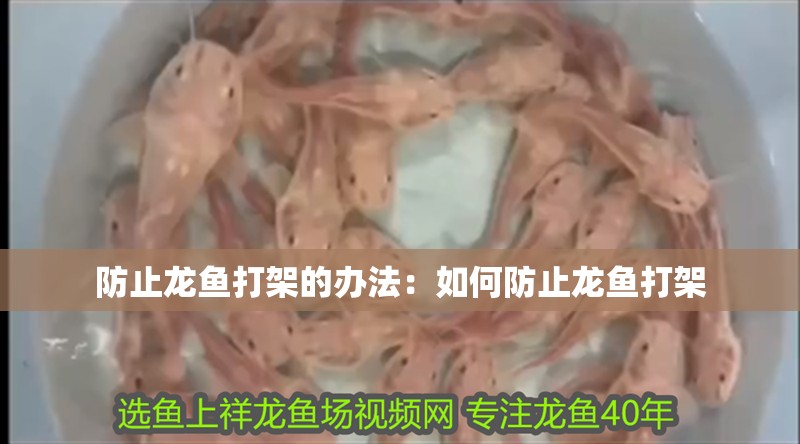 防止龍魚打架的辦法：如何防止龍魚打架