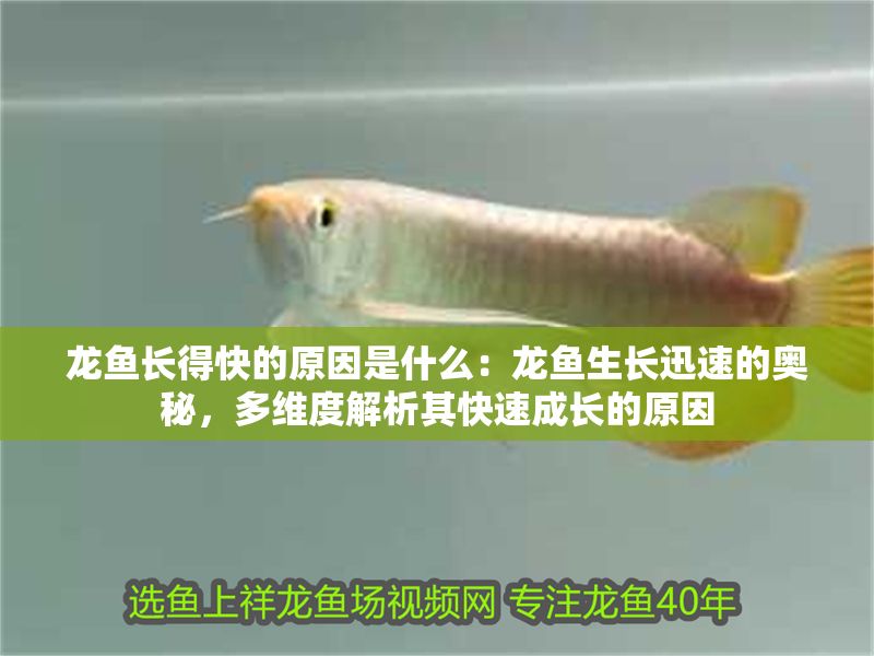 龍魚長得快的原因是什么：龍魚生長迅速的奧秘，多維度解析其快速成長的原因