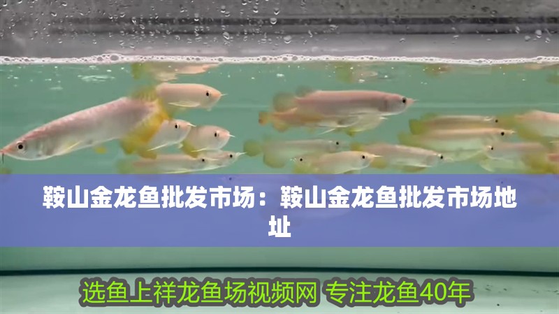 鞍山金龍魚批發(fā)市場(chǎng)：鞍山金龍魚批發(fā)市場(chǎng)地址