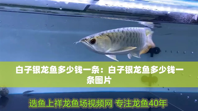 白子銀龍魚多少錢一條：白子銀龍魚多少錢一條圖片