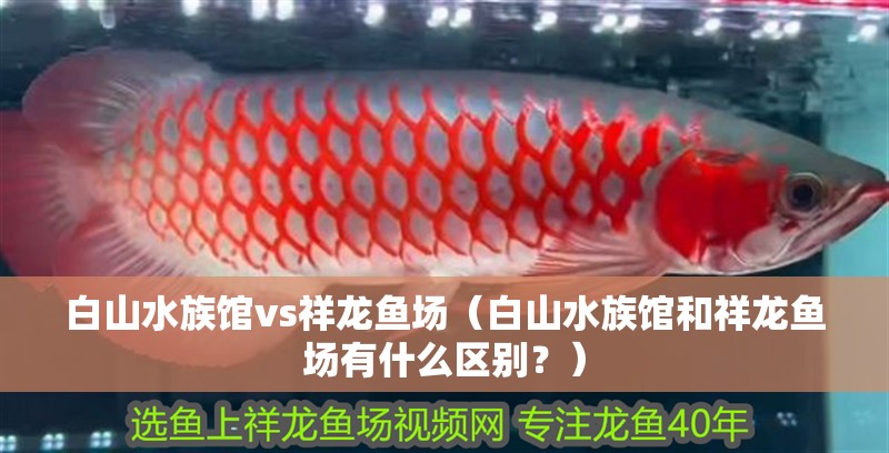 <strong><mark>白山</mark></strong>水族館vs祥龍魚(yú)場(chǎng)（<strong><mark>白山</mark></strong>水族館和祥龍魚(yú)場(chǎng)有什么區(qū)別？）