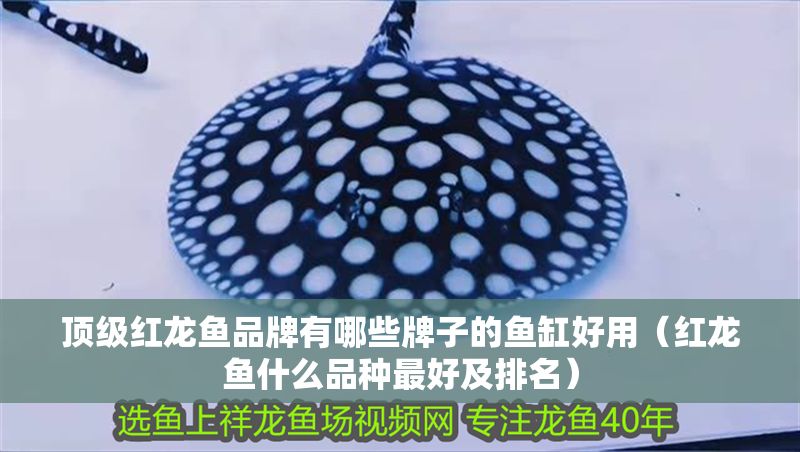 頂級紅龍魚品牌有哪些牌子的魚缸好用（紅龍魚什么品種最好及排名）