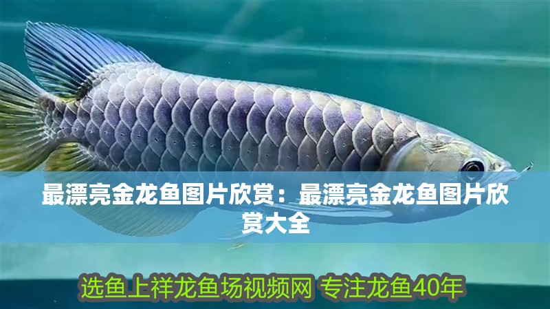 最漂亮金龍魚圖片欣賞：最漂亮金龍魚圖片欣賞大全