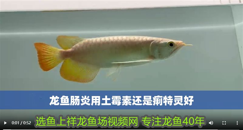 龍魚腸炎用土霉素還是痢特靈好