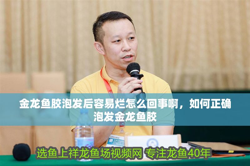 金龍魚膠泡發后容易爛怎么回事啊，如何正確泡發金龍魚膠