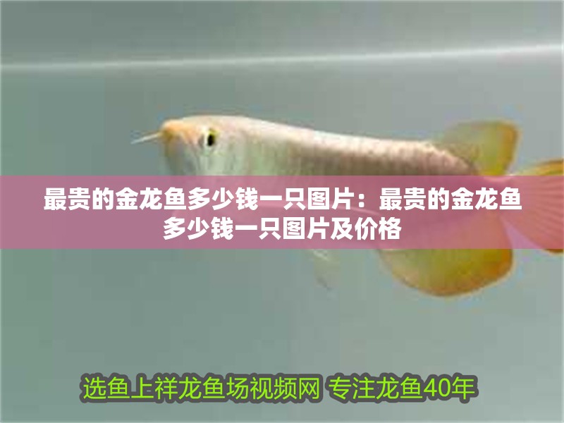 最貴的金龍魚多少錢一只圖片：最貴的金龍魚多少錢一只圖片及價格