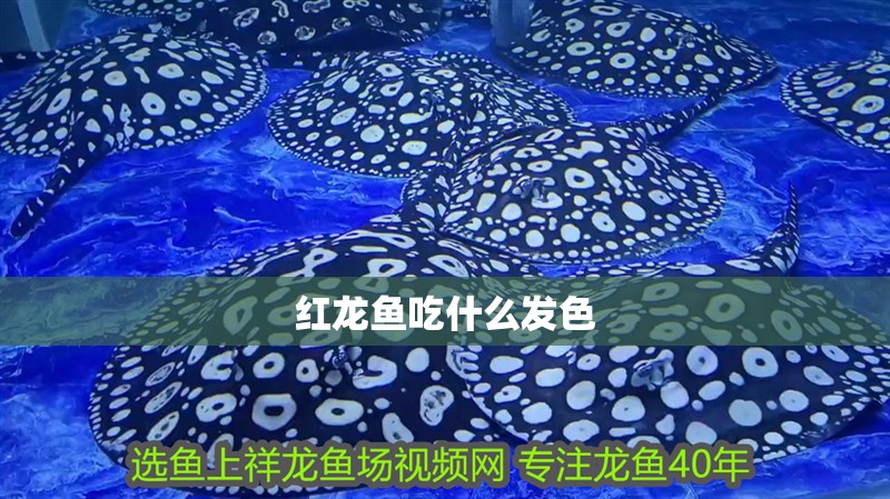 紅龍魚吃什么發色