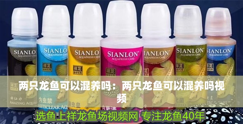 兩只龍魚可以混養(yǎng)嗎：兩只龍魚可以混養(yǎng)嗎視頻