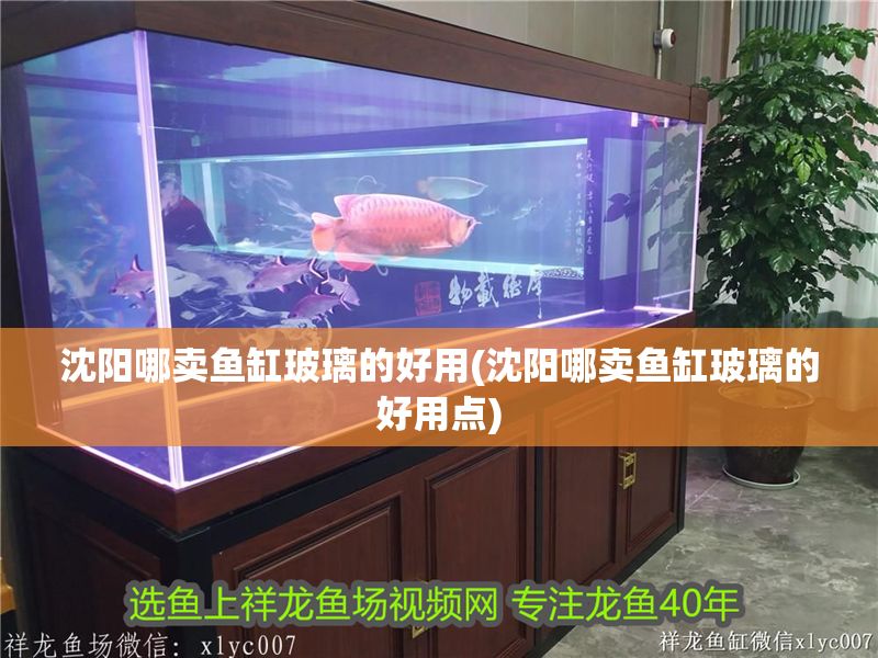 沈陽哪賣魚缸玻璃的好用(沈陽哪賣魚缸玻璃的好用點(diǎn))