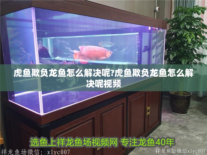 虎魚欺負龍魚怎么解決呢?虎魚欺負龍魚怎么解決呢視頻