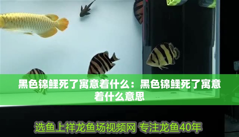 黑色錦鯉死了寓意著什么：黑色錦鯉死了寓意著什么意思