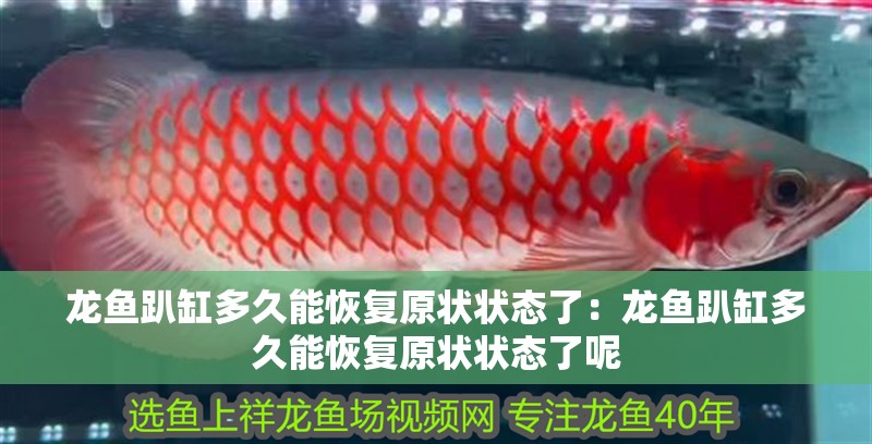 龍魚趴缸多久能恢復原狀狀態了：龍魚趴缸多久能恢復原狀狀態了呢