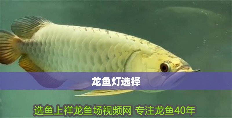 龍魚燈選擇