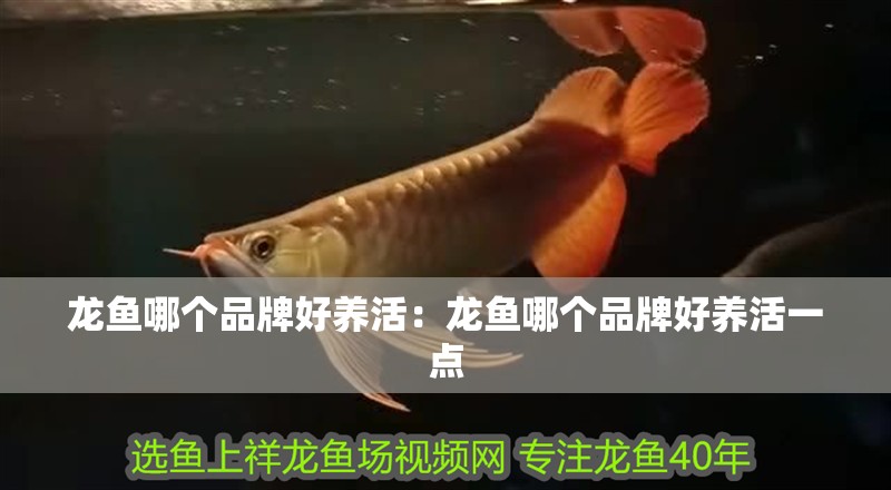 龍魚哪個品牌好養活：龍魚哪個品牌好養活一點