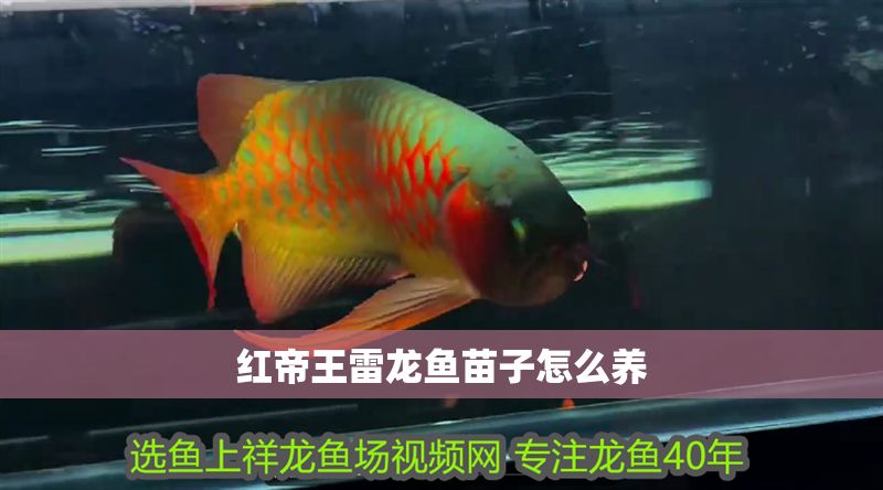 紅帝王雷龍魚苗子怎么養(yǎng)
